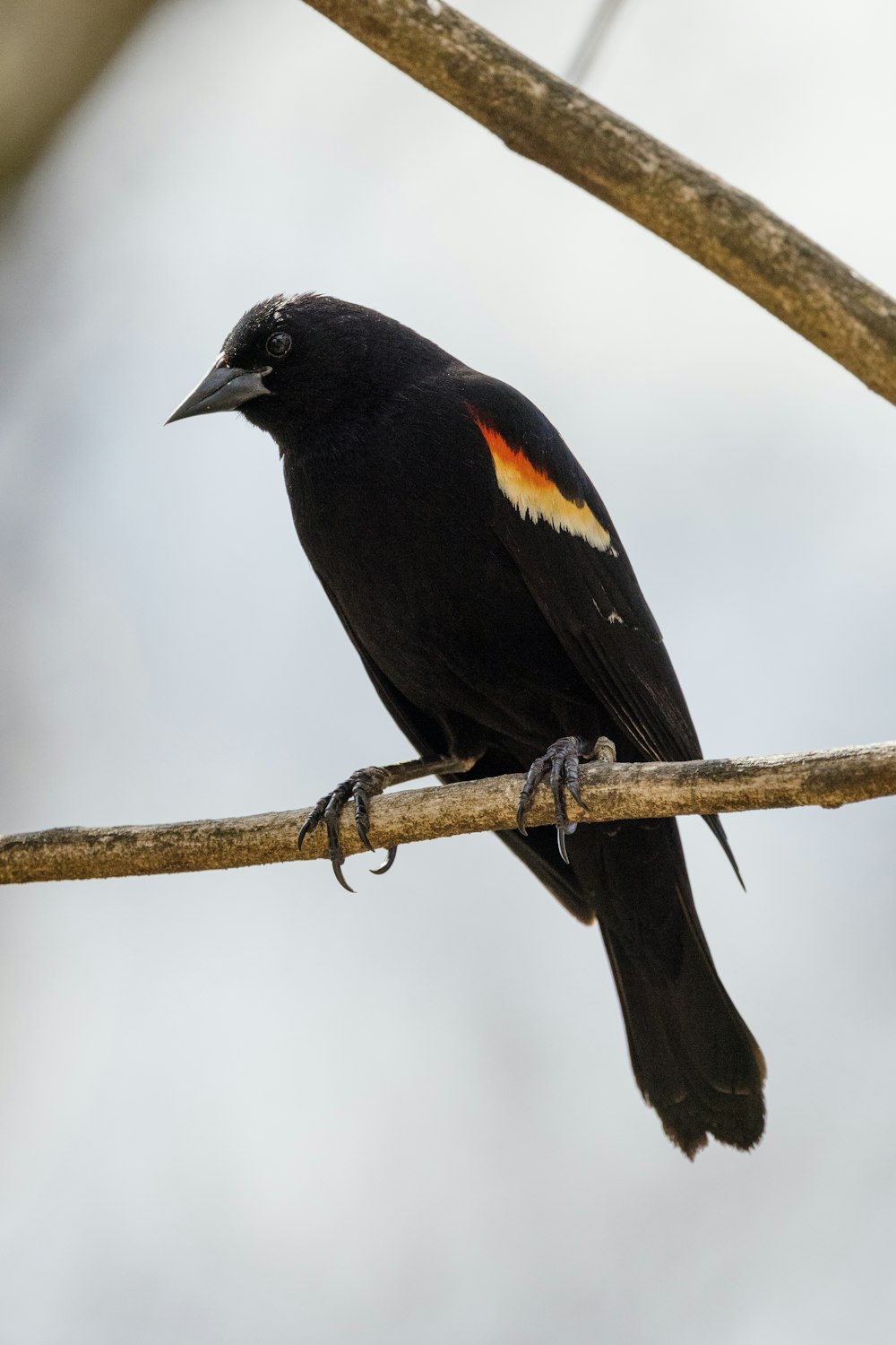 schwarzer und brauner Vogel am braunen Ast