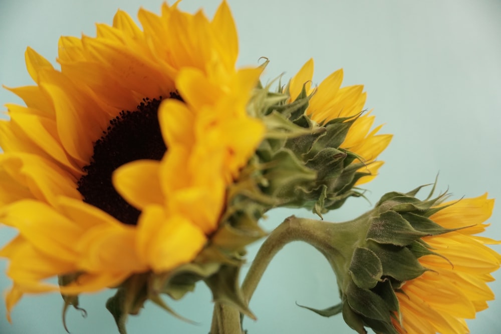 yellow sunflower in bloom during daytime