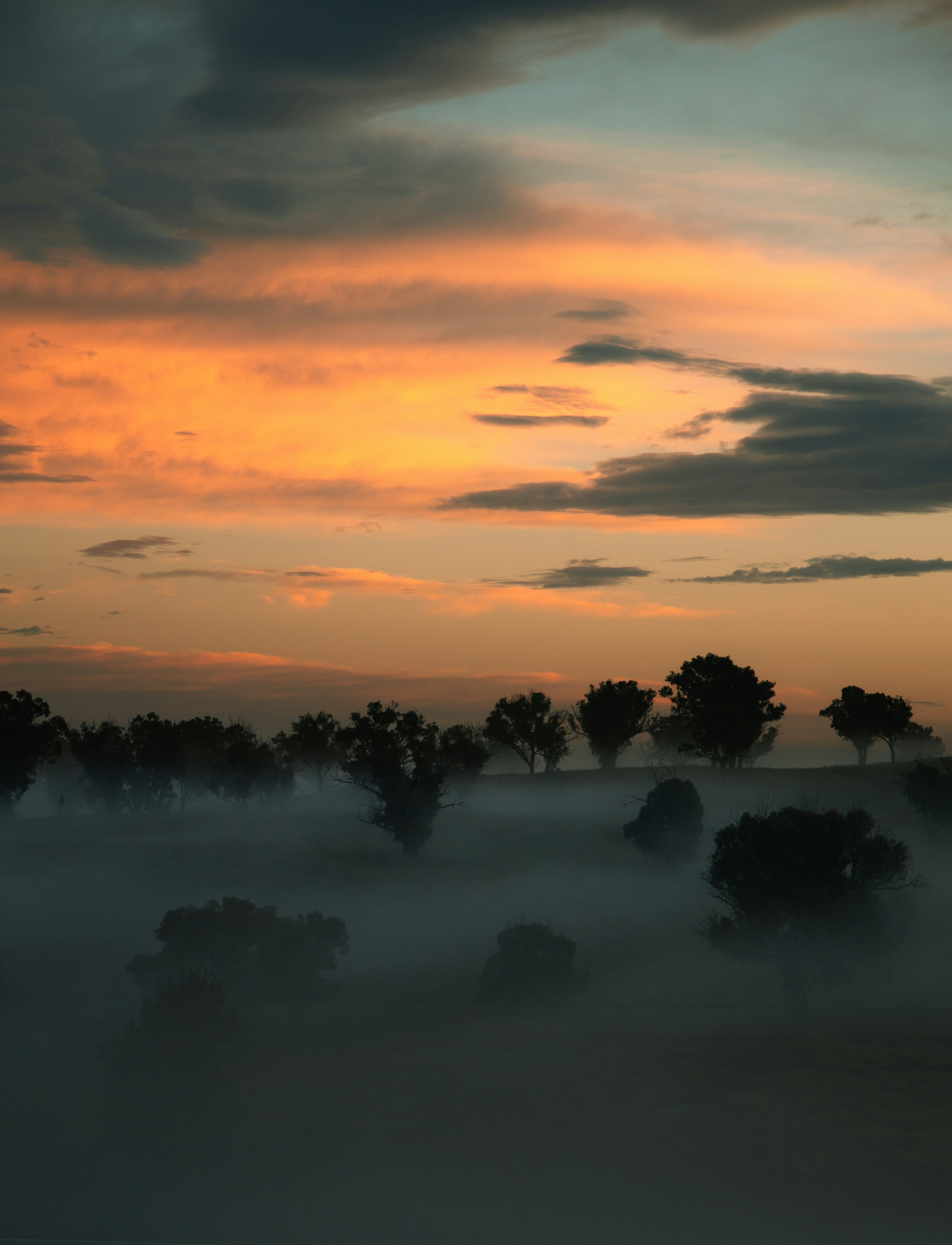 silhouette of trees on body of water during sunset