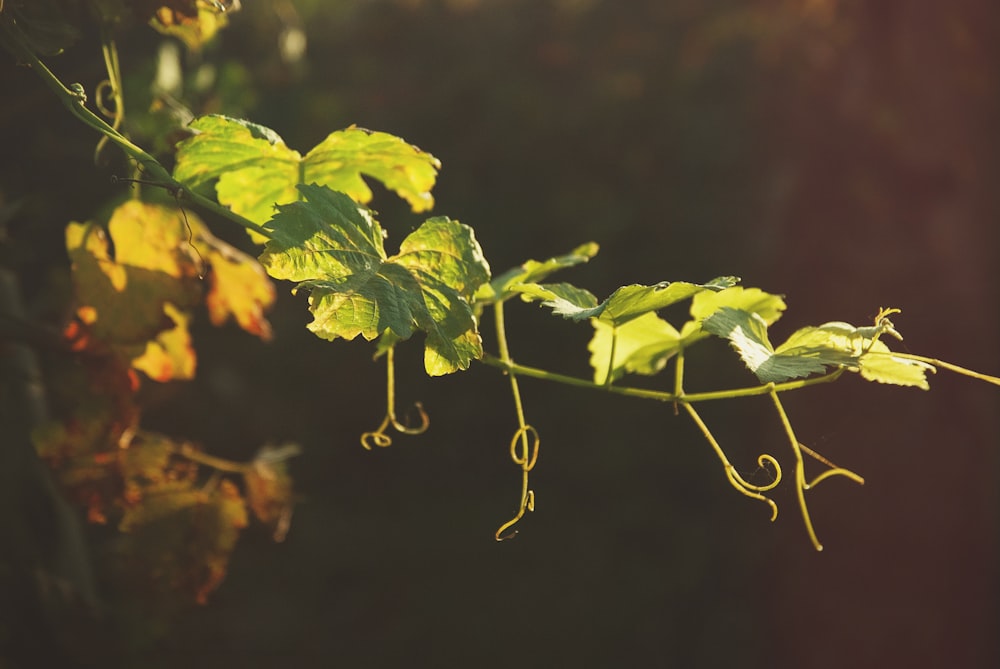 feuilles vertes dans la lentille à bascule et décentrement