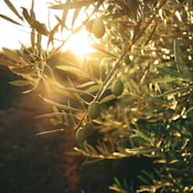 green plant with yellow flowers