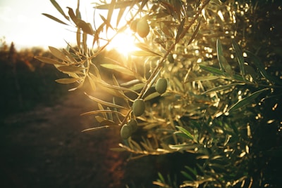 A close-up of green olive cotton fields under a bright sky symbolizing trust and growth.