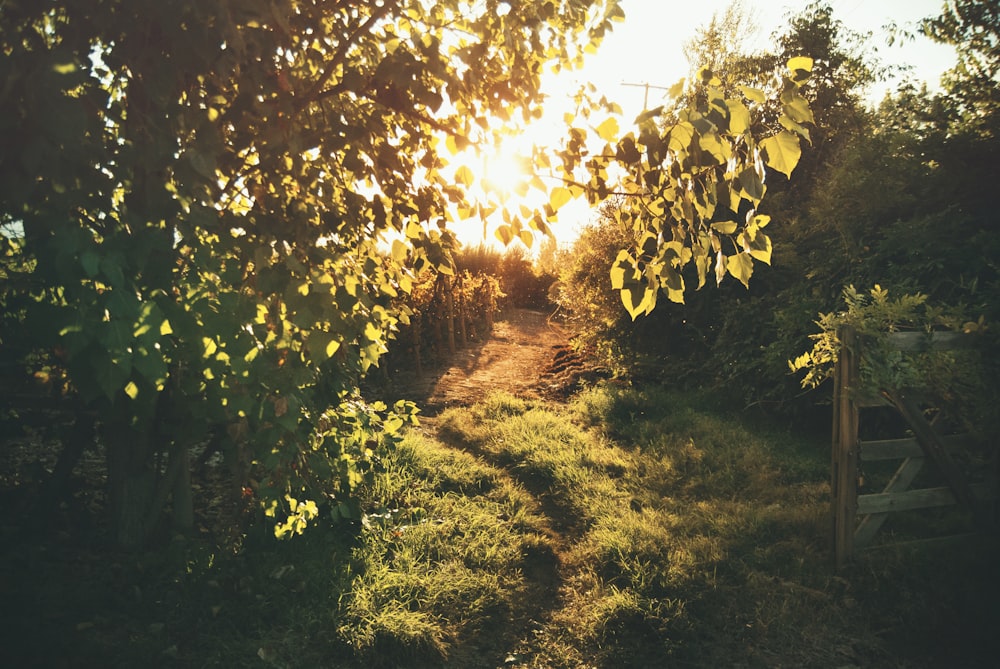 sun rays coming through green trees