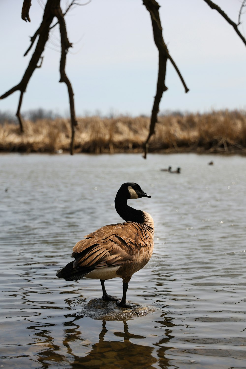 brown and black duck on water during daytime