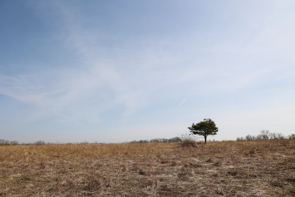 green tree on brown grass field under blue sky during daytime