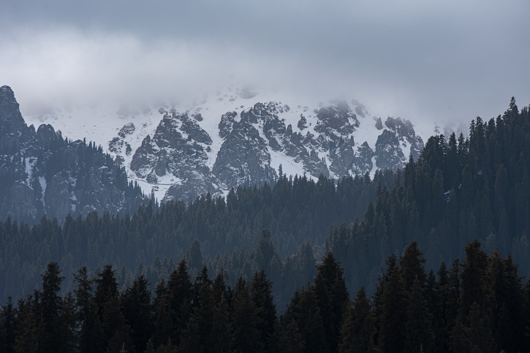 green trees on mountain during daytime