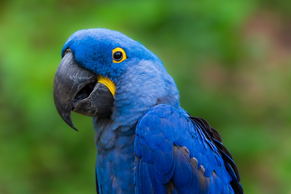 blue and yellow macaw in close up photography