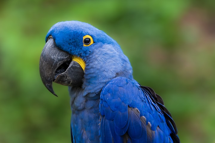 MACAW