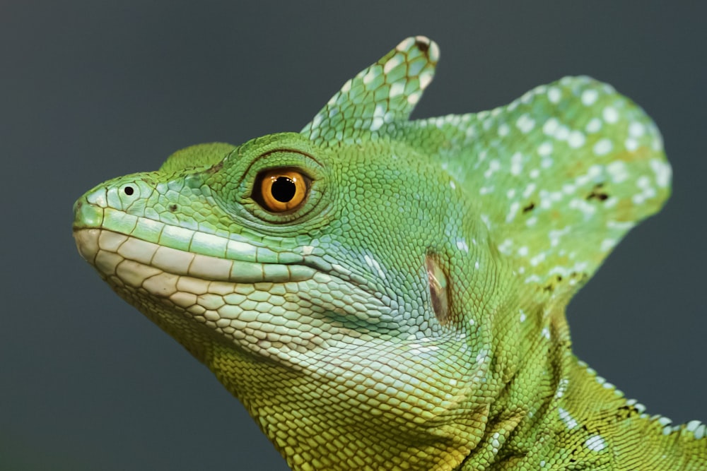 green and white lizard in close up photography