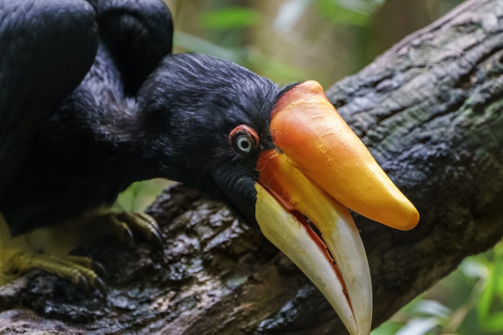 schwarzer und orangefarbener Vogel am Ast