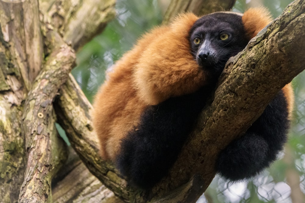 black and brown animal on brown tree branch during daytime