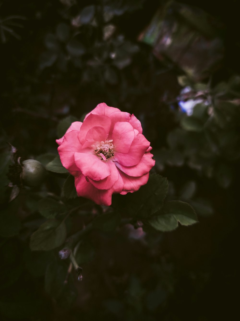 rosa rosa em flor durante o dia