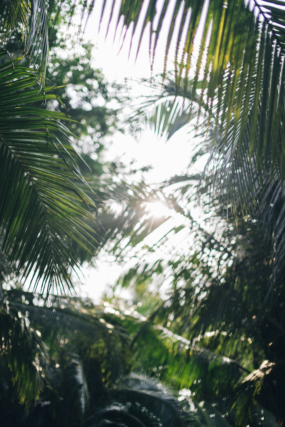 green palm tree during daytime