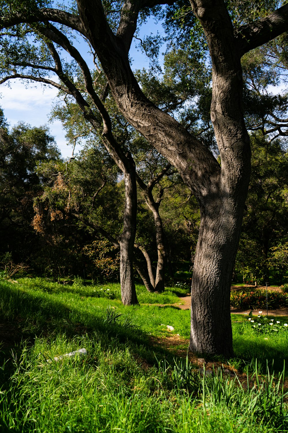 green grass field with trees