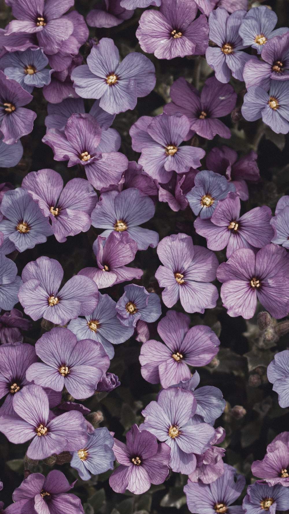 緑の葉を持つ紫色の花