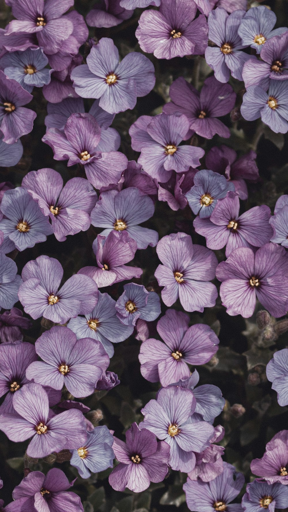 purple flowers with green leaves