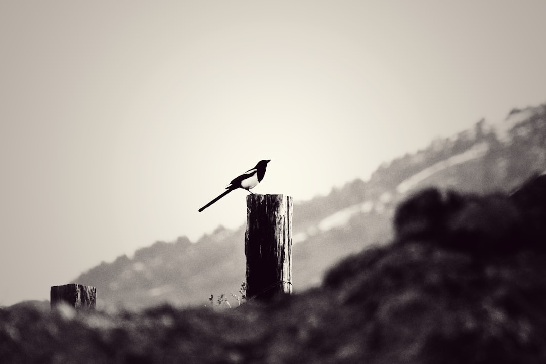 black bird on brown wooden post