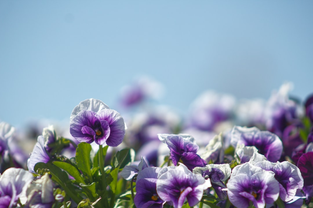 purple and white flowers in tilt shift lens