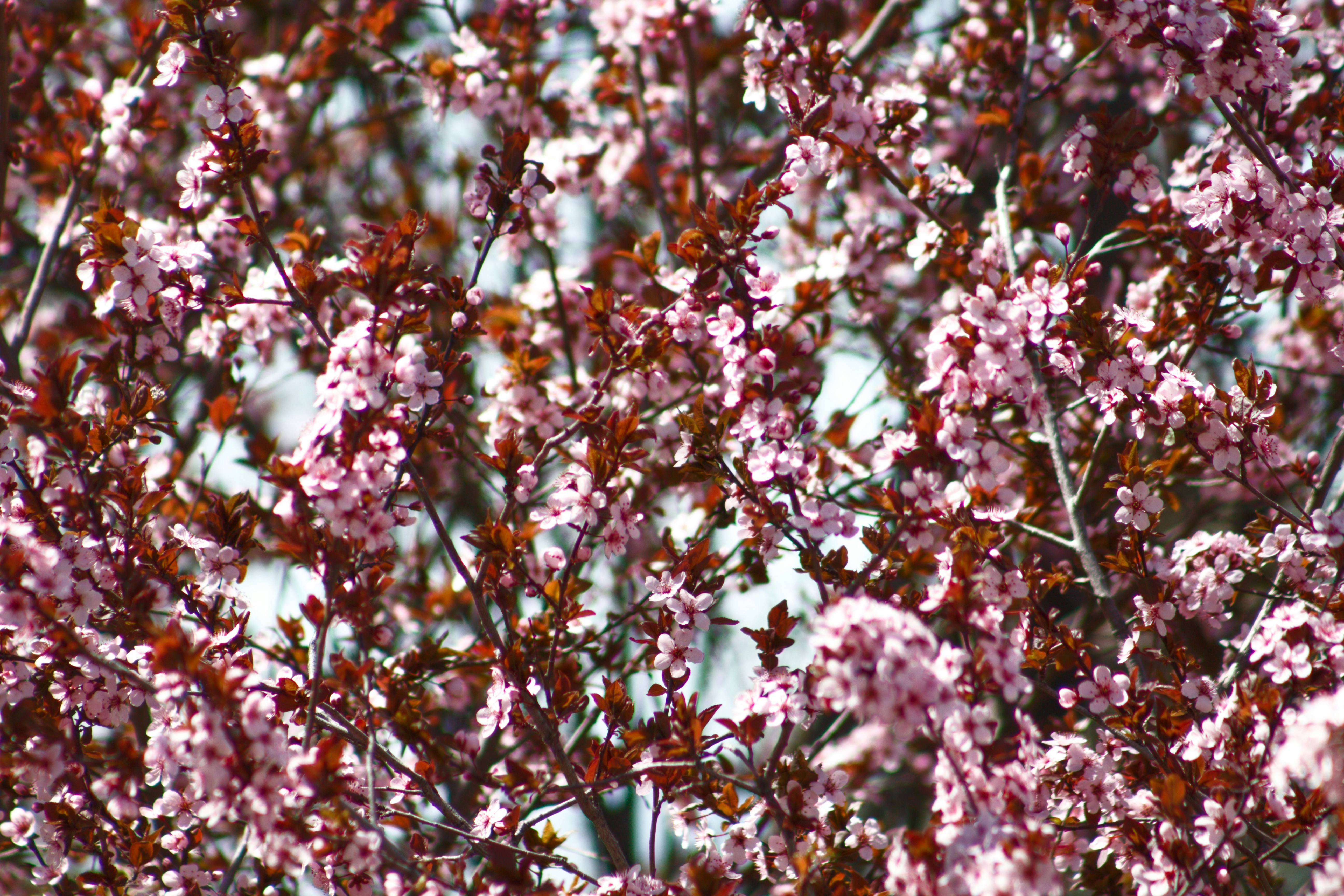 Photo by joshua_hoehne