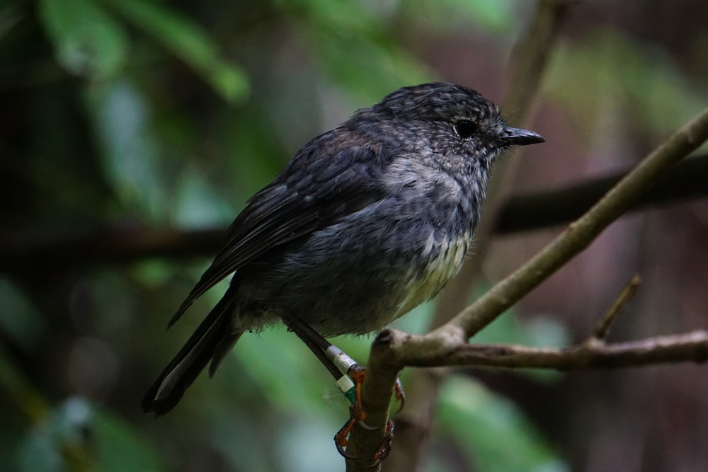 black and white bird on brown tree branch