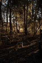 Siena the fox red labrador exploring a sunlit forest trail with a joyful expression.