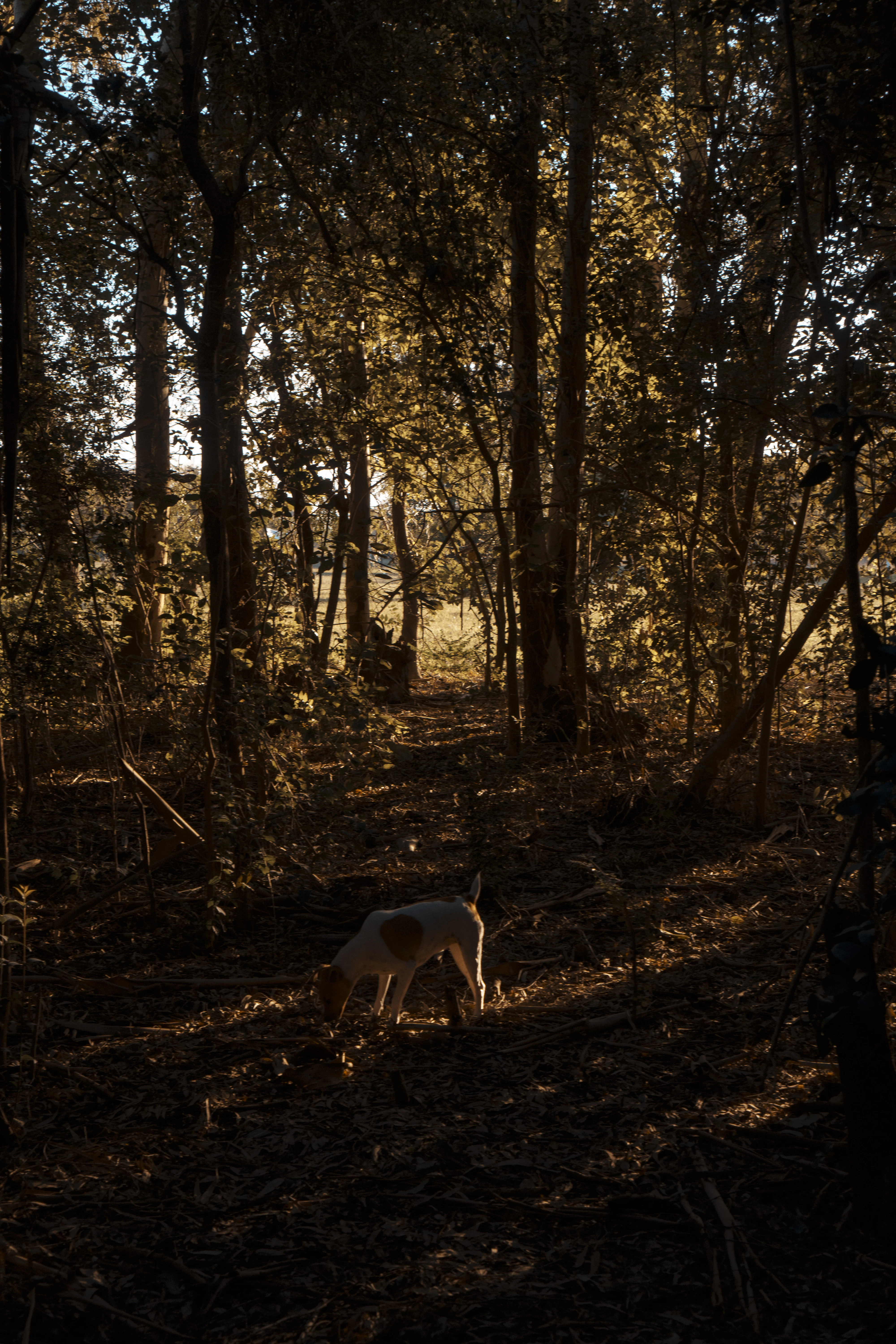 Truffle hunting in forest