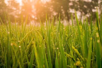 A lush green lawn with dew-kissed grass blades under soft morning light.
