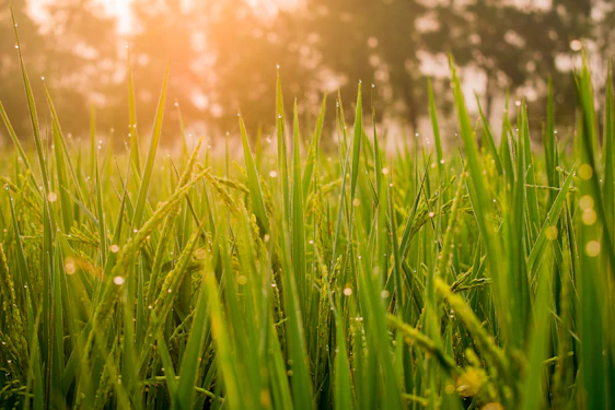 A gentle morning light bathes a freshly mowed, vibrant green lawn bordered by wildflowers and tall trees.