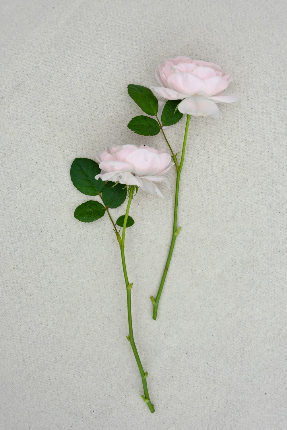 pink and white flower on white surface