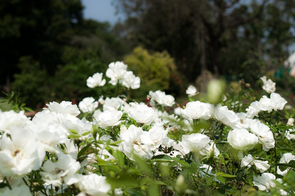 white flowers in tilt shift lens