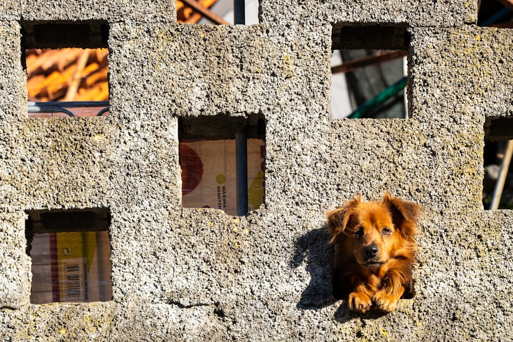 brown long coated dog on brown wooden door