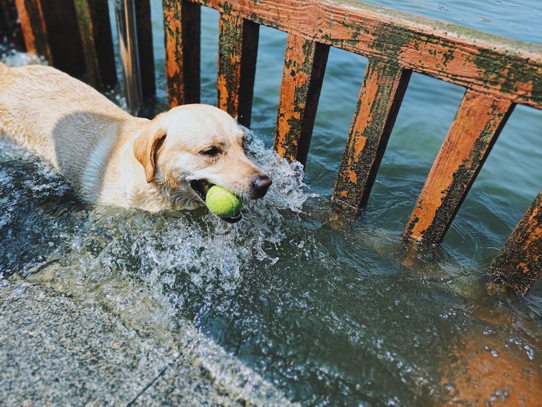 yellow labrador retriever biting green tennis ball on water during daytime