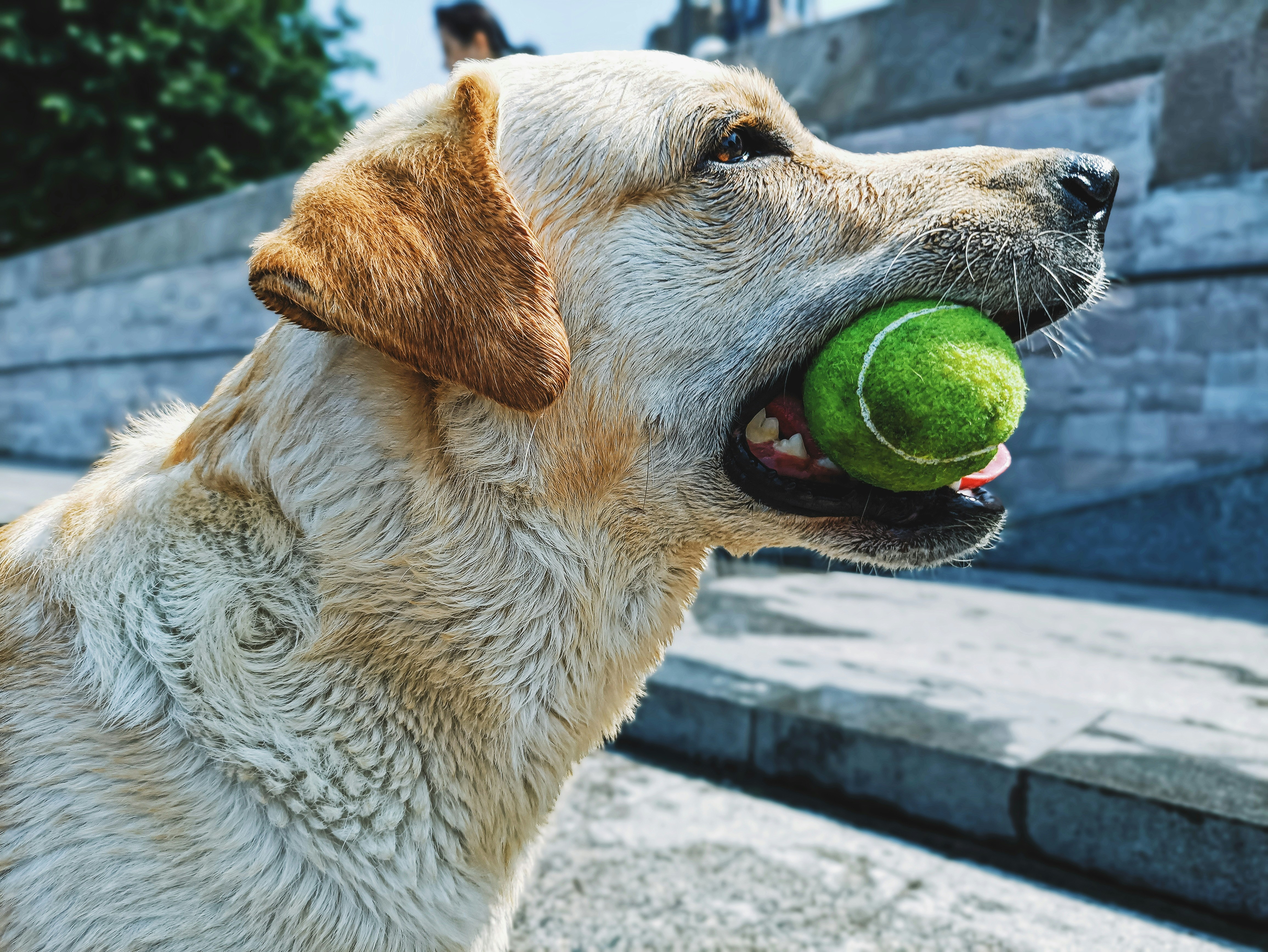 Labrador biting a green ball