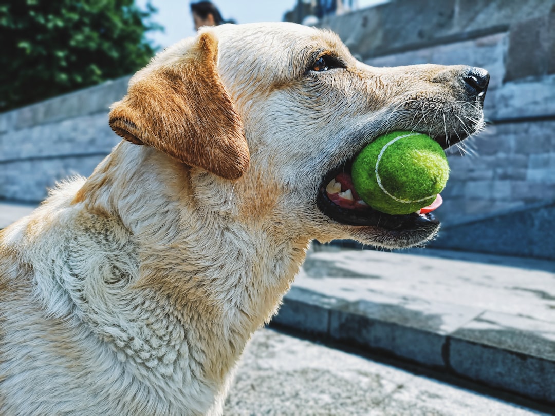 yellow labrador retriever biting green tennis ball