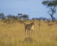 cheetah walking on brown grass field during daytime