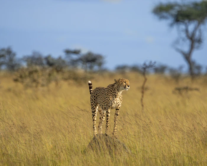 Masai Mara & Nairobi Holiday — Kenya