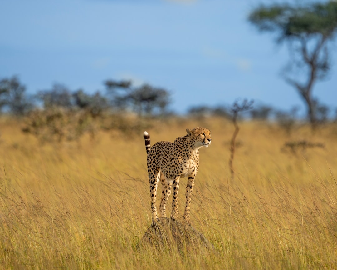 cheetah walking on brown grass field during daytime
