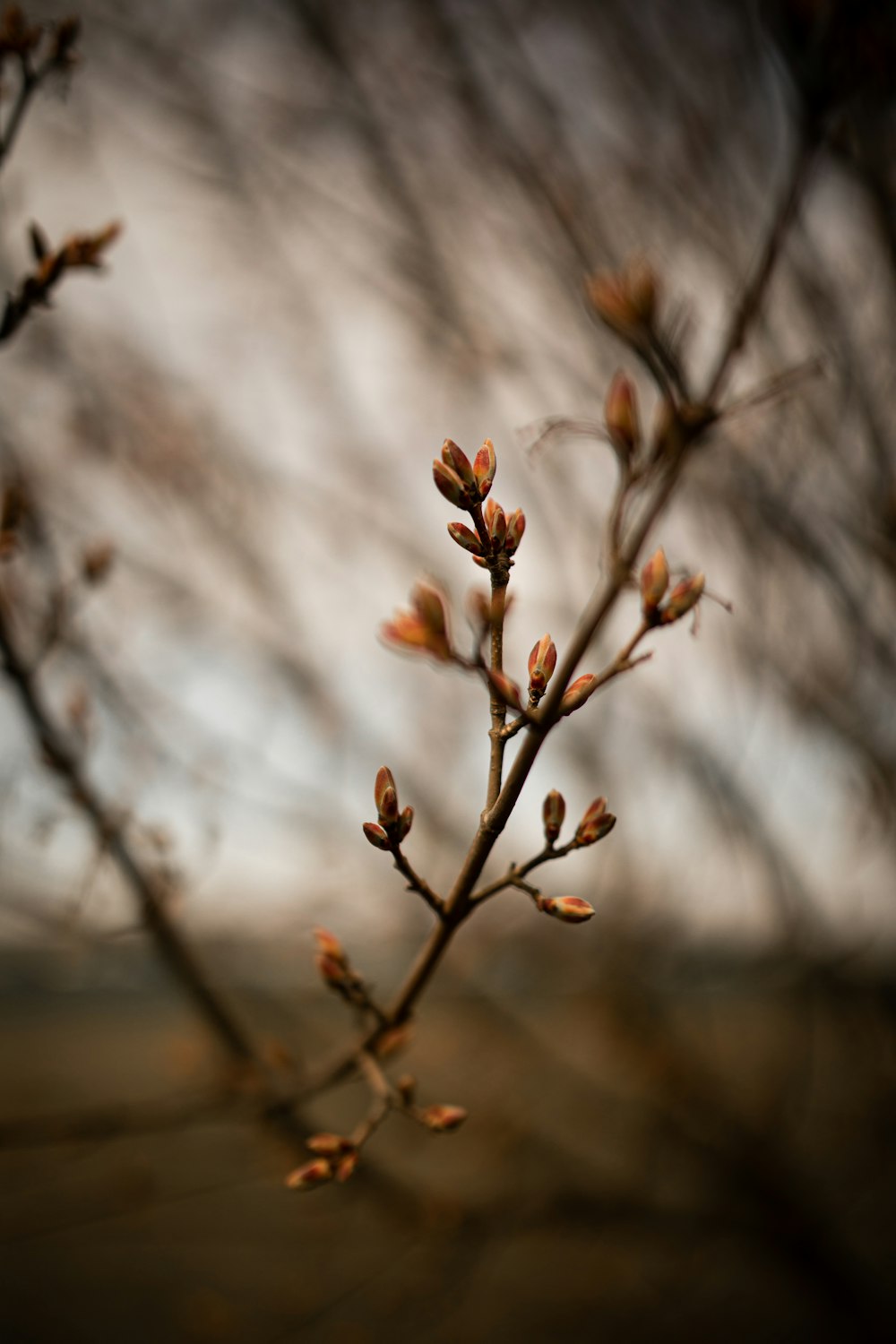 brown dried leaves on brown tree branch