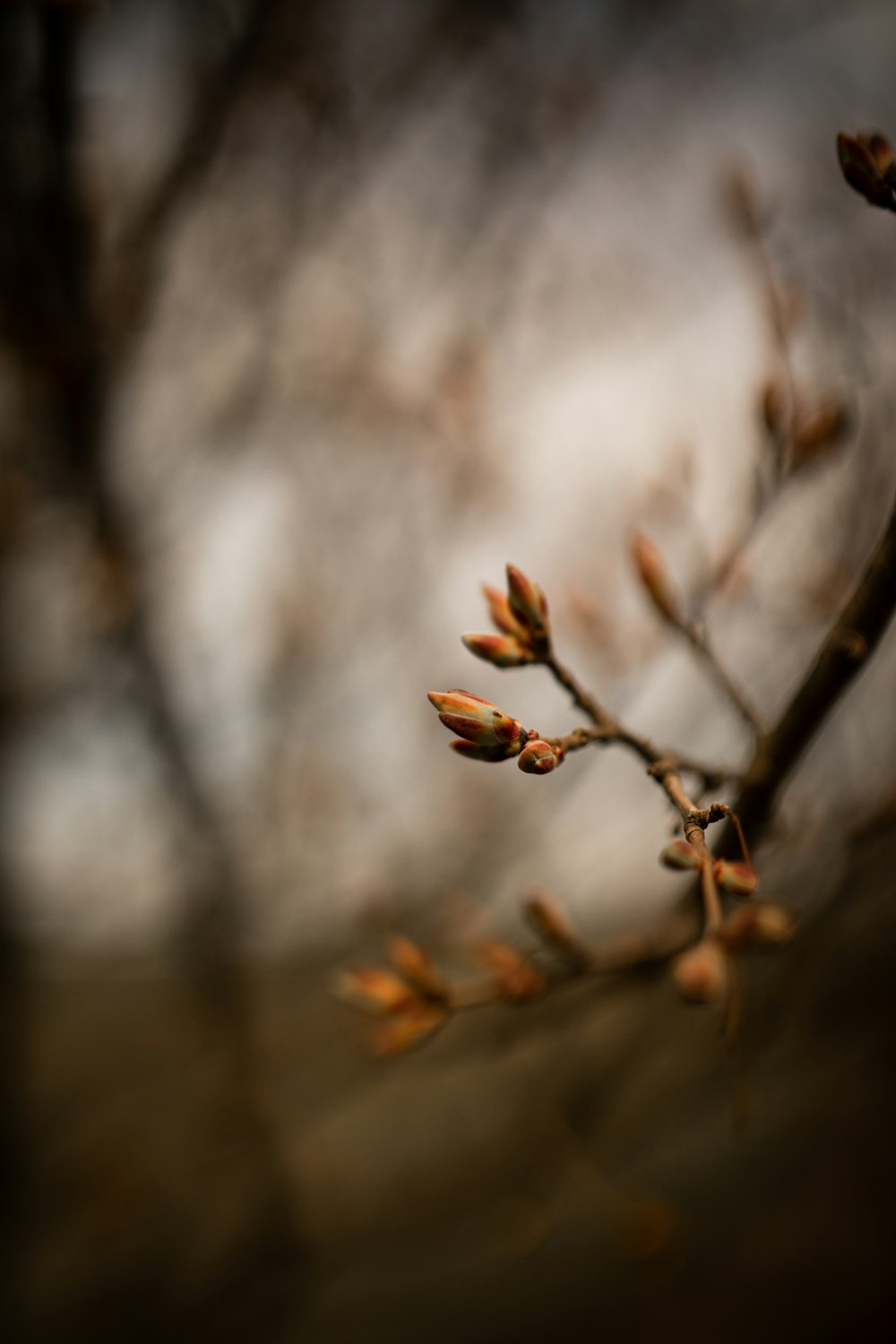 brown dried leaf on brown tree branch