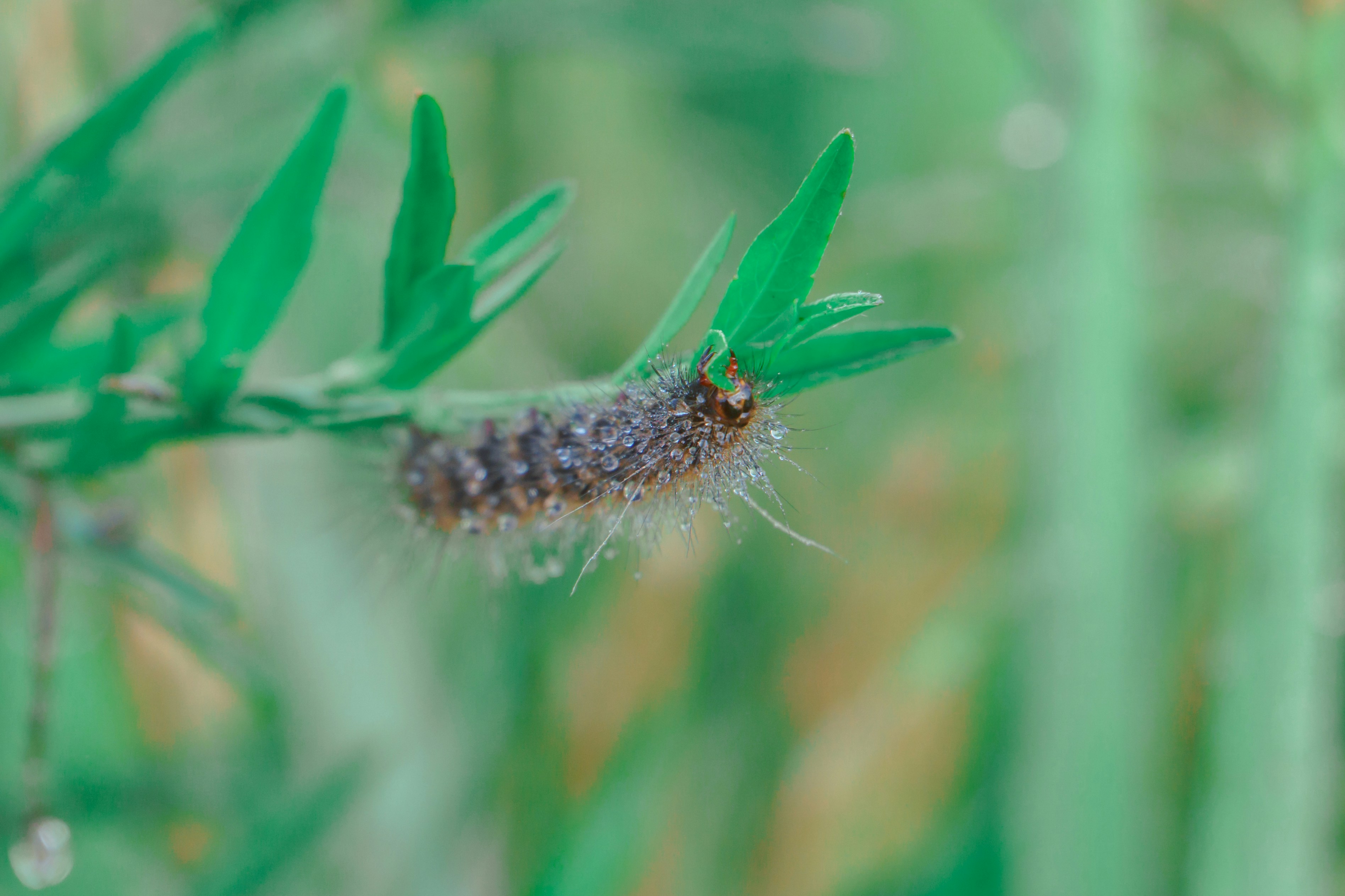 昆虫の幼虫