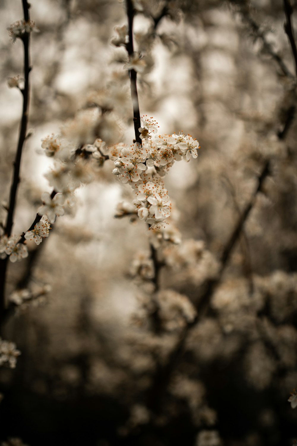 white flower in tilt shift lens