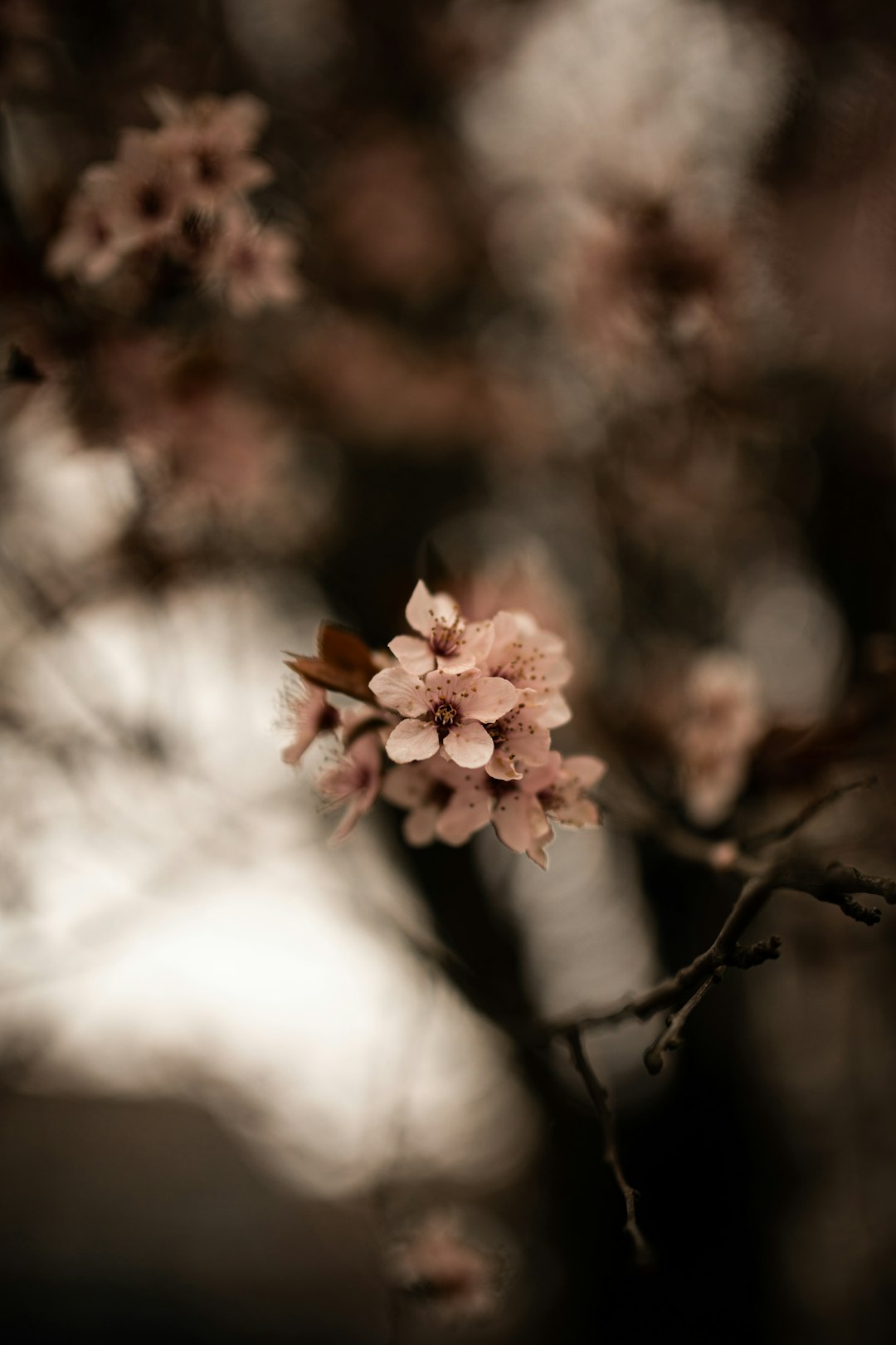 pink flower on brown tree branch