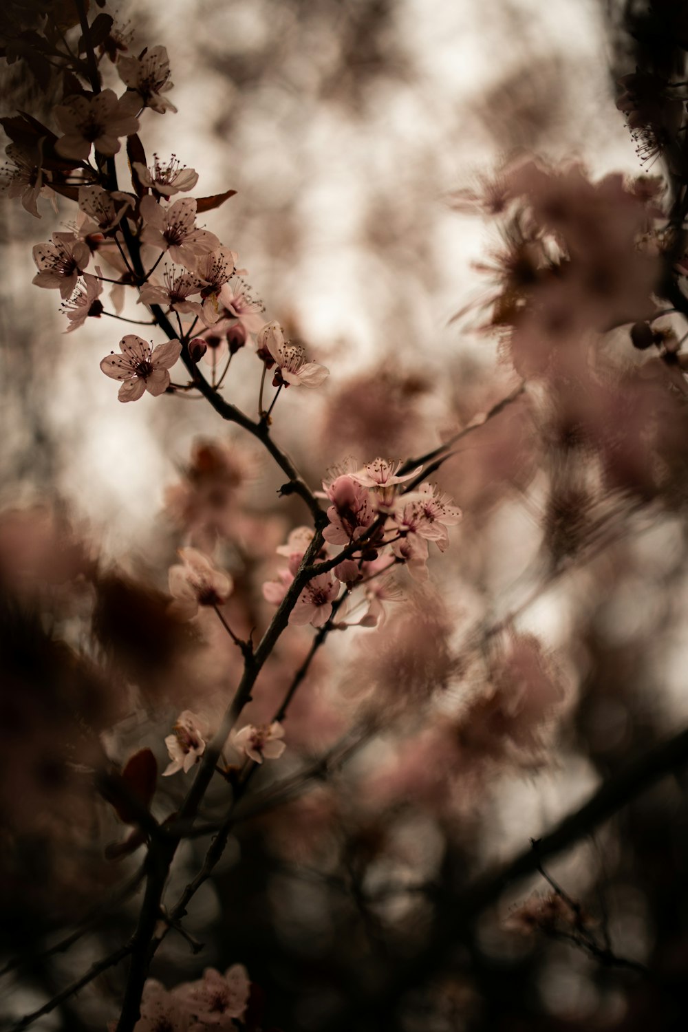 brown and white flower in tilt shift lens