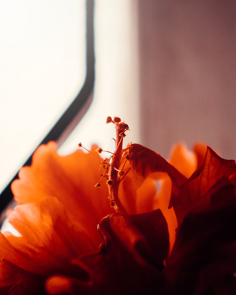 orange flower in macro shot