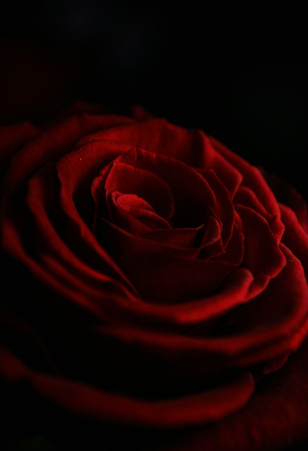 Rosa roja en fotografía de primer plano