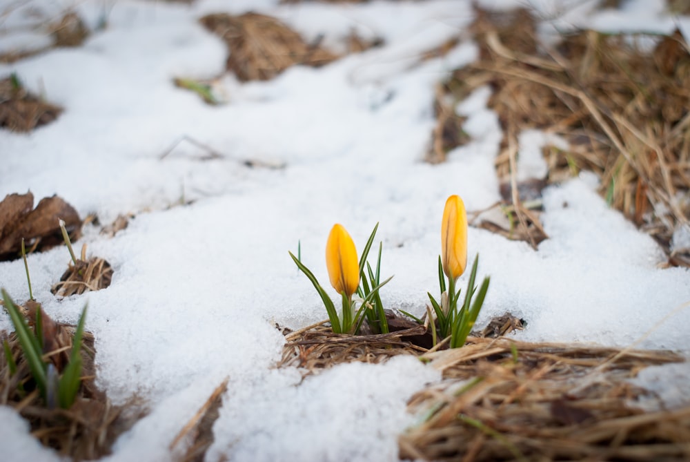 fleur jaune sur neige blanche