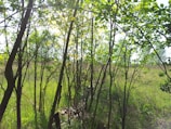 A lush green reforested area with young trees thriving under a bright sky.
