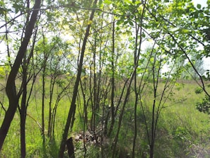 A lush green reforested area with young trees thriving under a bright sky.