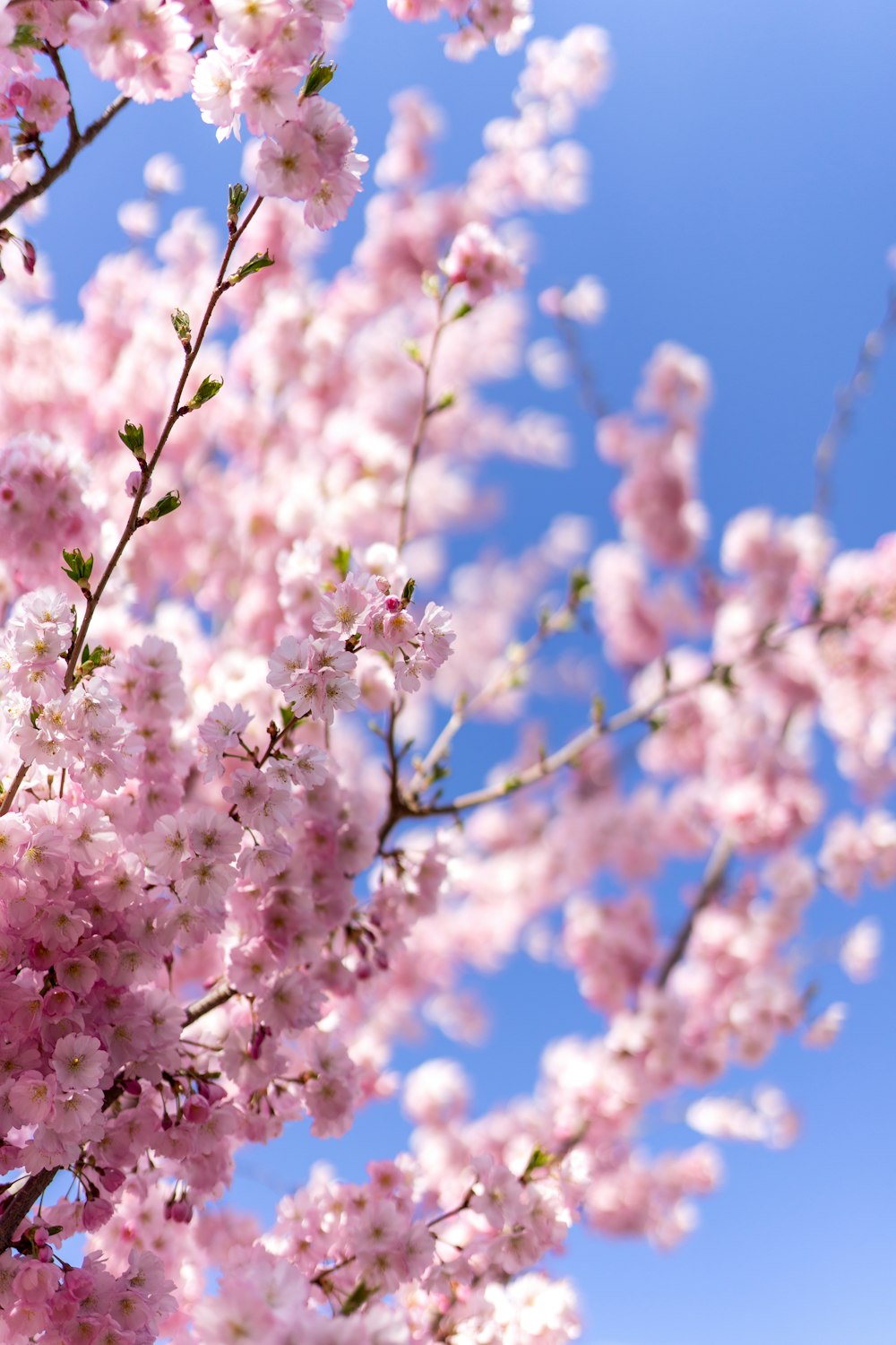 pink cherry blossom under blue sky during daytime