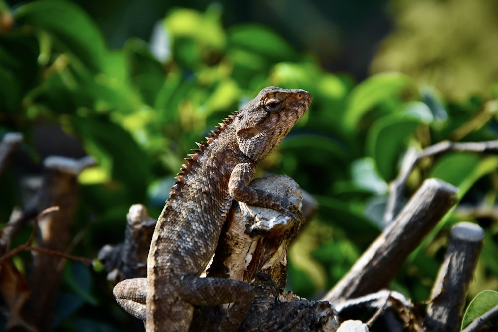 brown and black bearded dragon on brown wood